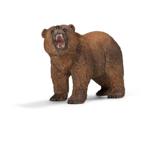 Male Grizzly Bear