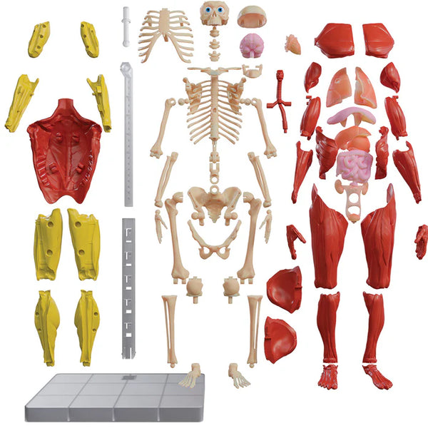Interactive Human Body Science Kit