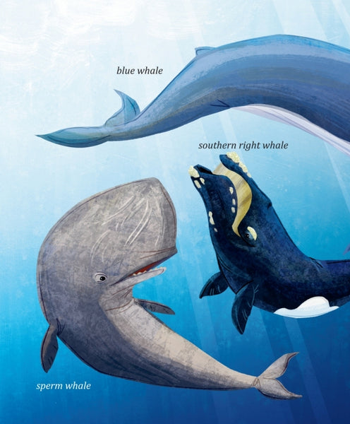 My Little Golden Book About Whales