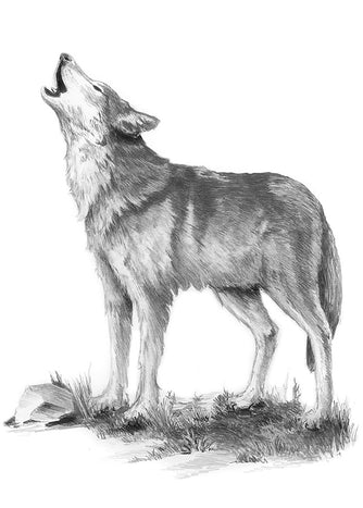 Sketching Made Easy (Wolf Howl)